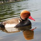 Was bist du denn für eine hübsche Ente?