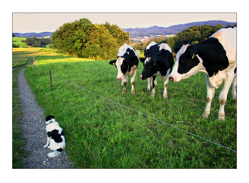 Was Bist Du Denn Fur Ne Kleine Kuh Foto Bild Tiere Tierfreundschaften Misc Color Bilder Auf Fotocommunity