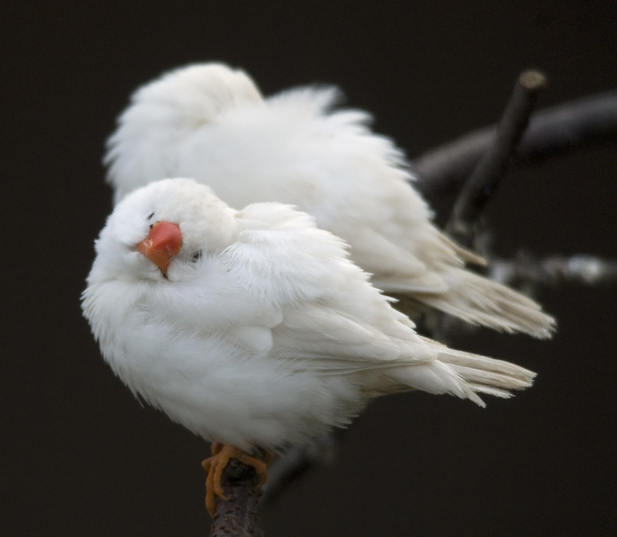 Was bist Du ein schräger Vogel!