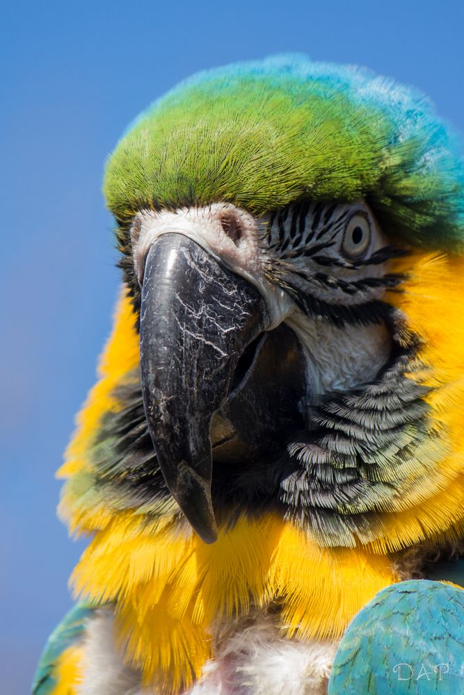 Was bist du fürn Vogel!