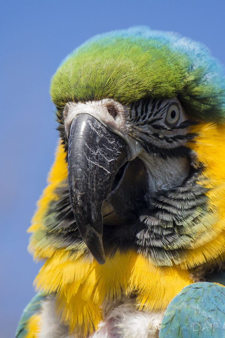 Was bist du fürn Vogel!