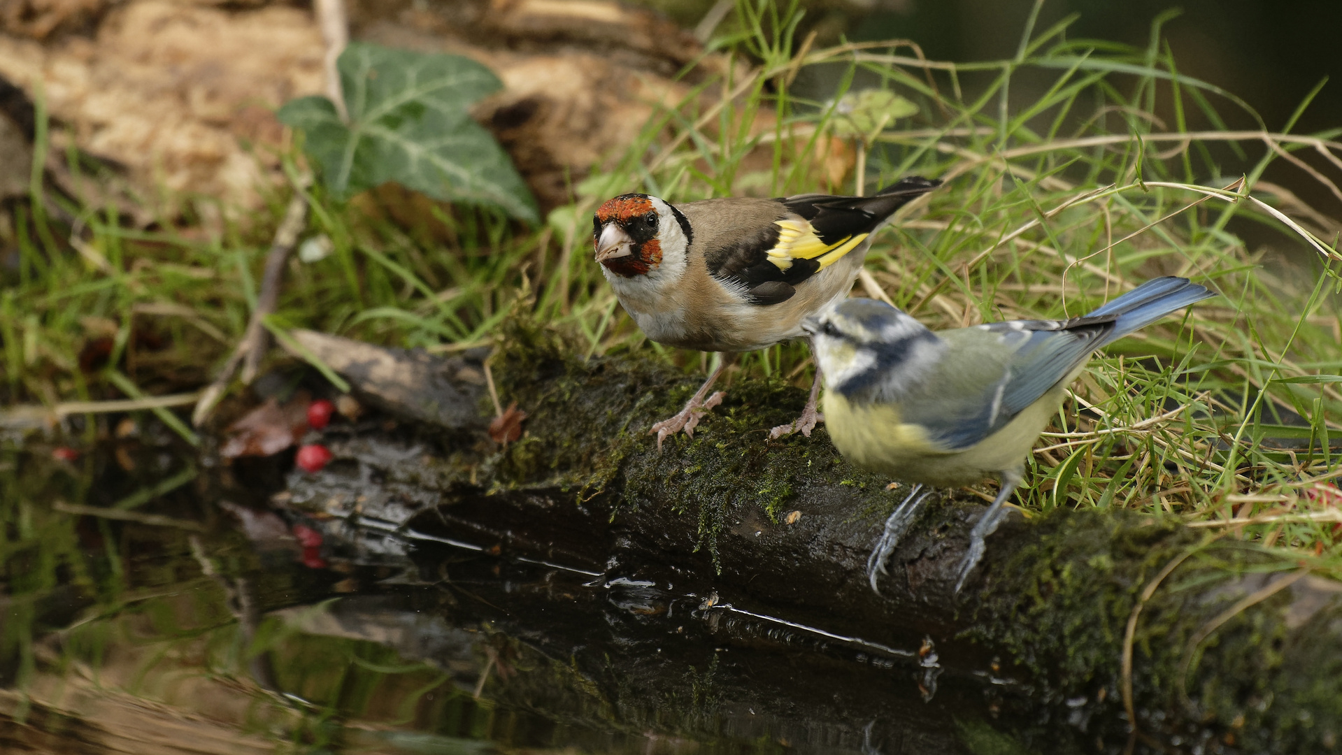 ... was bist`n du für`n bunter Vogel .. ? selber bunt  !! 