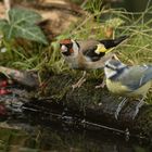 ... was bist`n du für`n bunter Vogel .. ? selber bunt  !! 