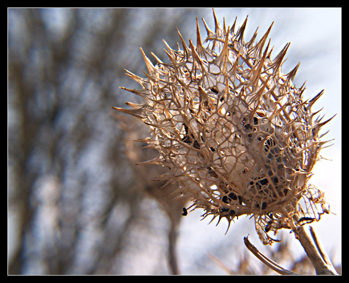 Was bleibt vom Rhizinus