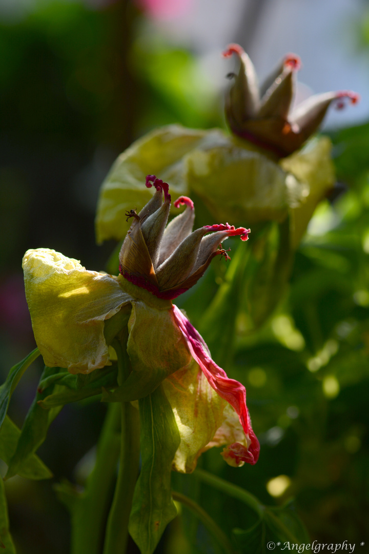 Was bleibt......von einer königlichen Blüte