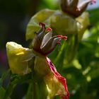 Was bleibt......von einer königlichen Blüte