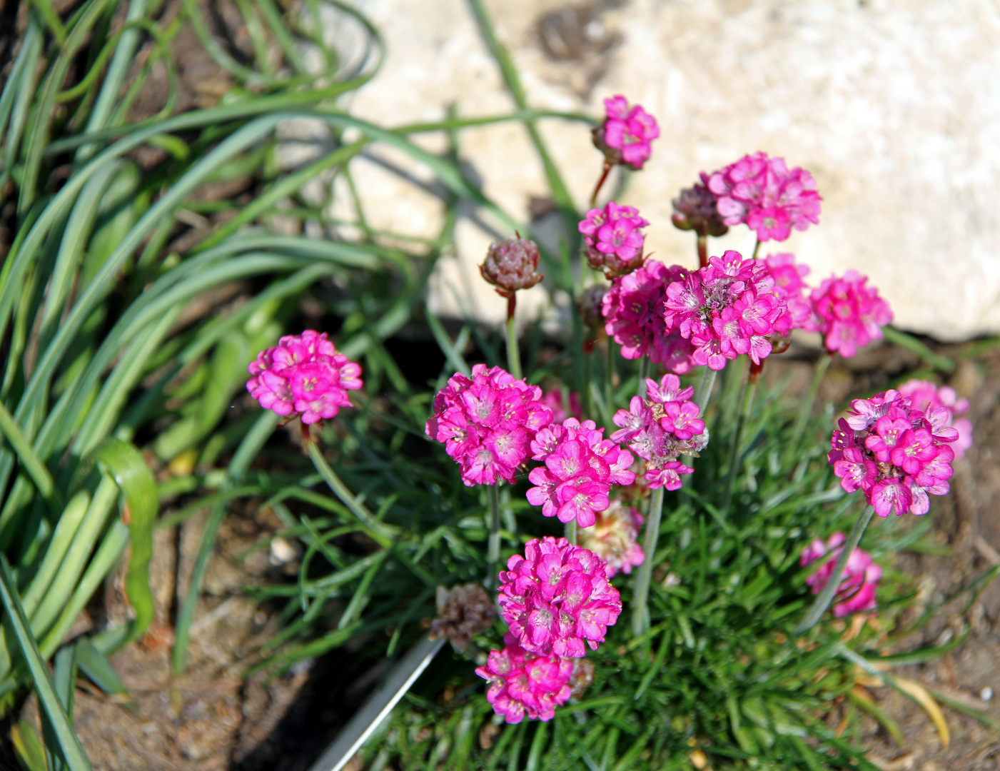 Was blüht den hier in meinem Garten? Foto & Bild jahreszeiten, fotos
