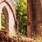 Was blüht denn da auf den Mauern der Klosterruine Allerheiligen?