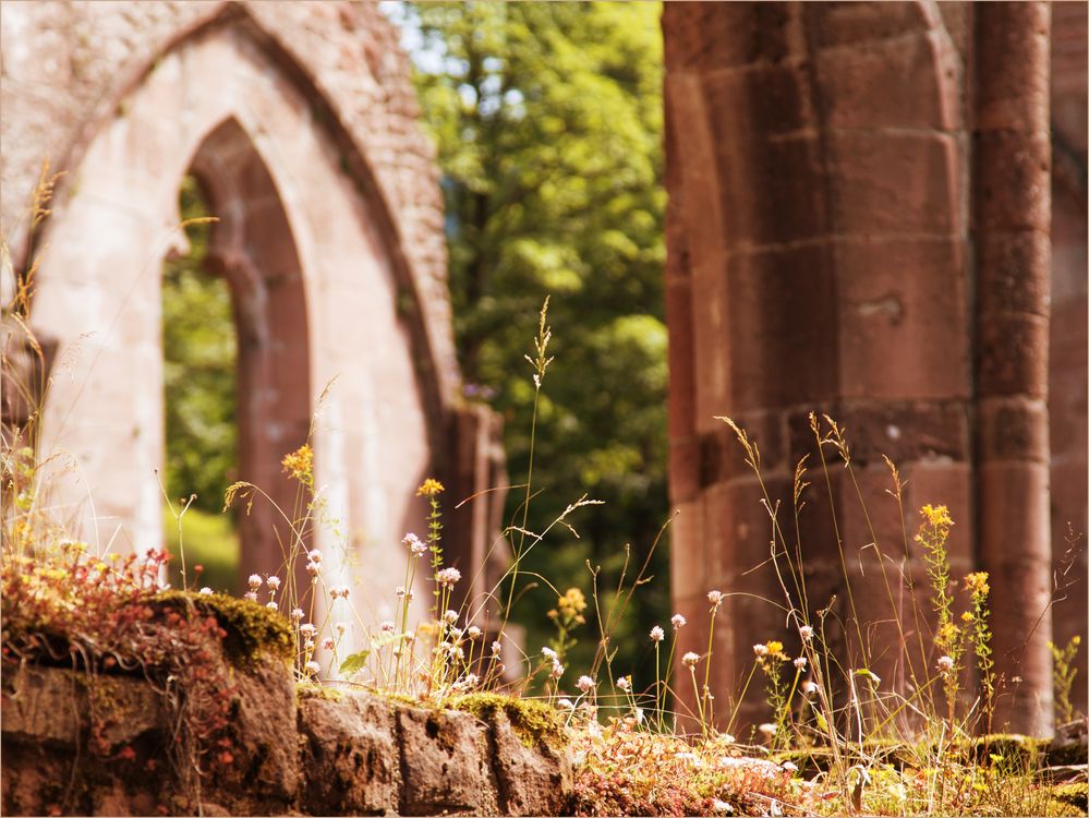 Was blüht denn da auf den Mauern der Klosterruine Allerheiligen?