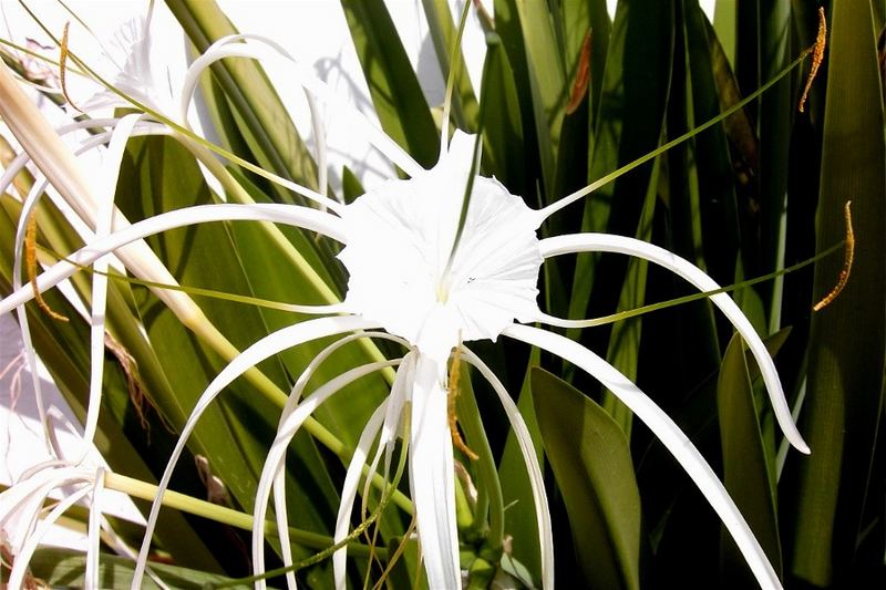 Was blüht denn hier ??? Gelöst !!! Hier blüht "Crinum asiaticum"