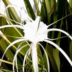 Was blüht denn hier ??? Gelöst !!! Hier blüht "Crinum asiaticum"