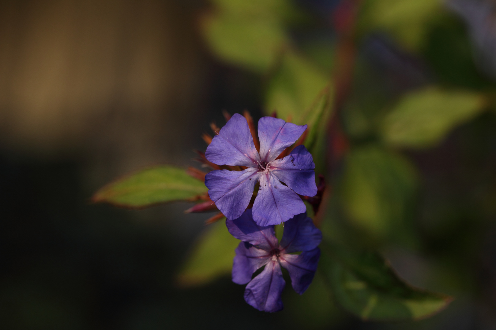 Was blüht so blau im Abendlicht???