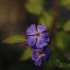 Was blüht so blau im Abendlicht???