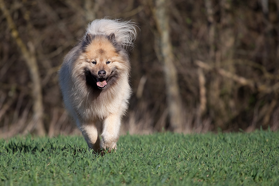 Was braucht Hund mehr?