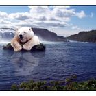 Was bringt uns 2009? Klimawandel = Reisefreiheit für die Eisbären!