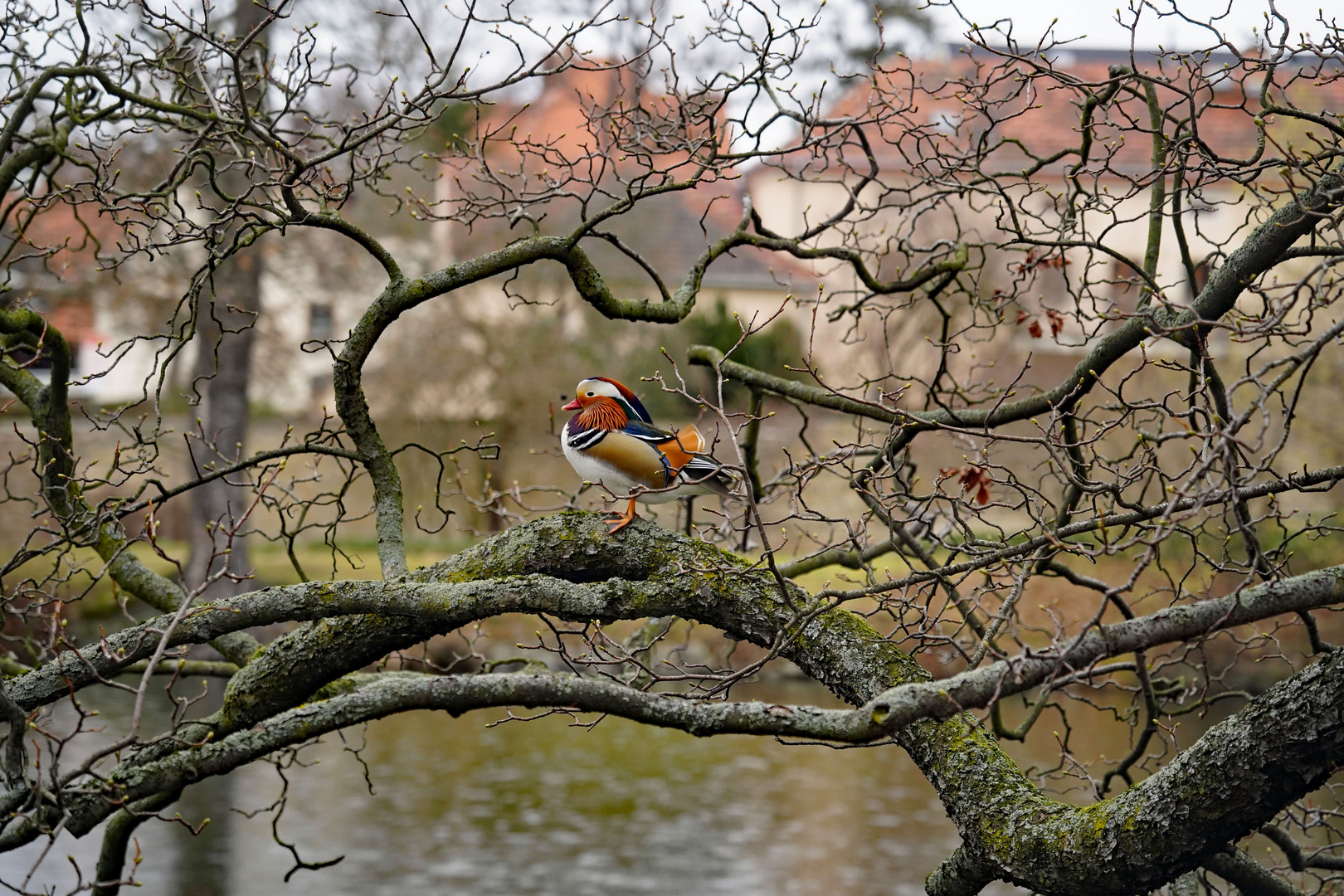 was bundes im Baum 