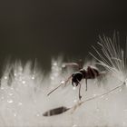 Was da so los ist auf der Pusteblume...