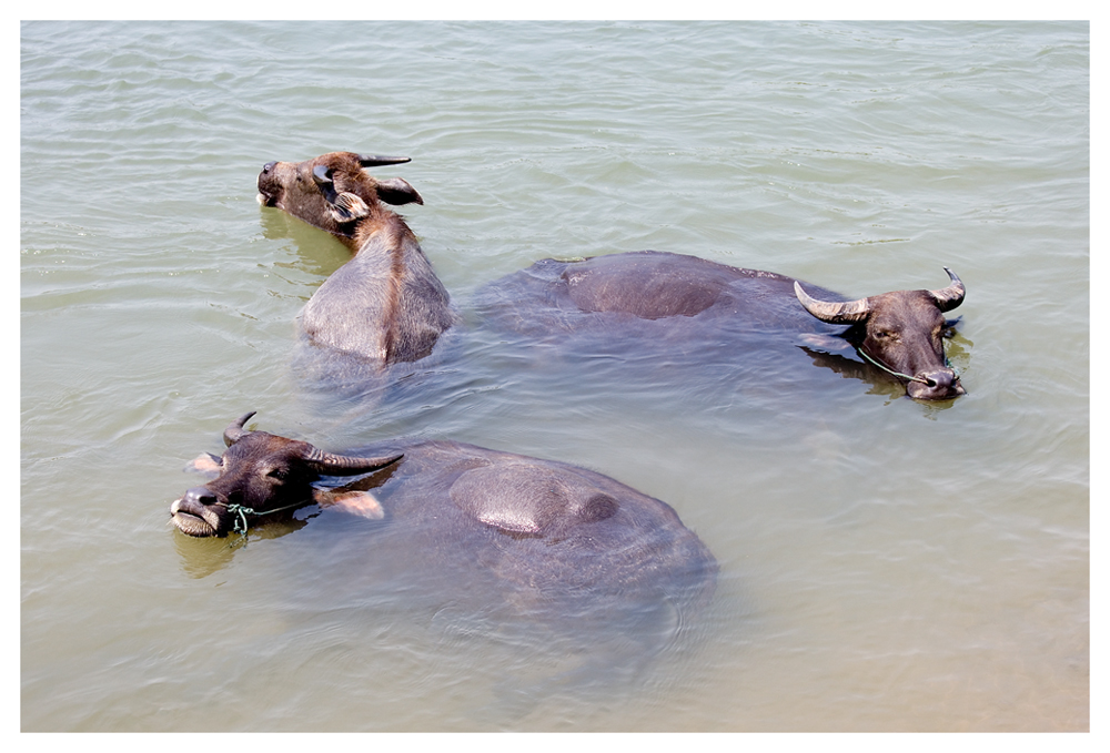 Was das Blut für den Menschen, ist das Wasser für die Erde. © Hermann Lahm