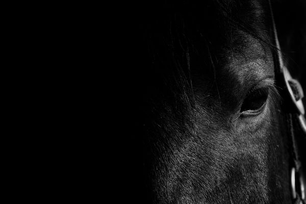 Was das Pferd wohl denkt - Ein Low Key Versuch