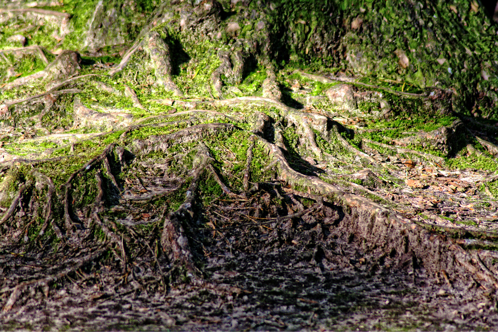 Was dem Baum die Wurzeln ...