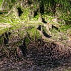 Was dem Baum die Wurzeln ...