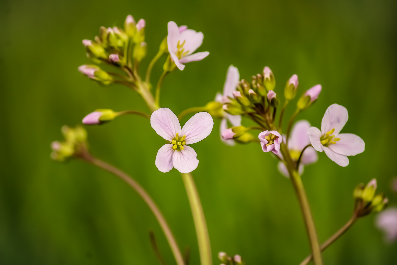 Was den Sonnenschein für die Blume ist, das sind lachende Gesichter für