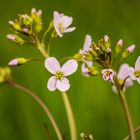 Was den Sonnenschein für die Blume ist, das sind lachende Gesichter für die Menschen.