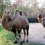 Was denken wohl die beiden Kamele hinter dem Baum?