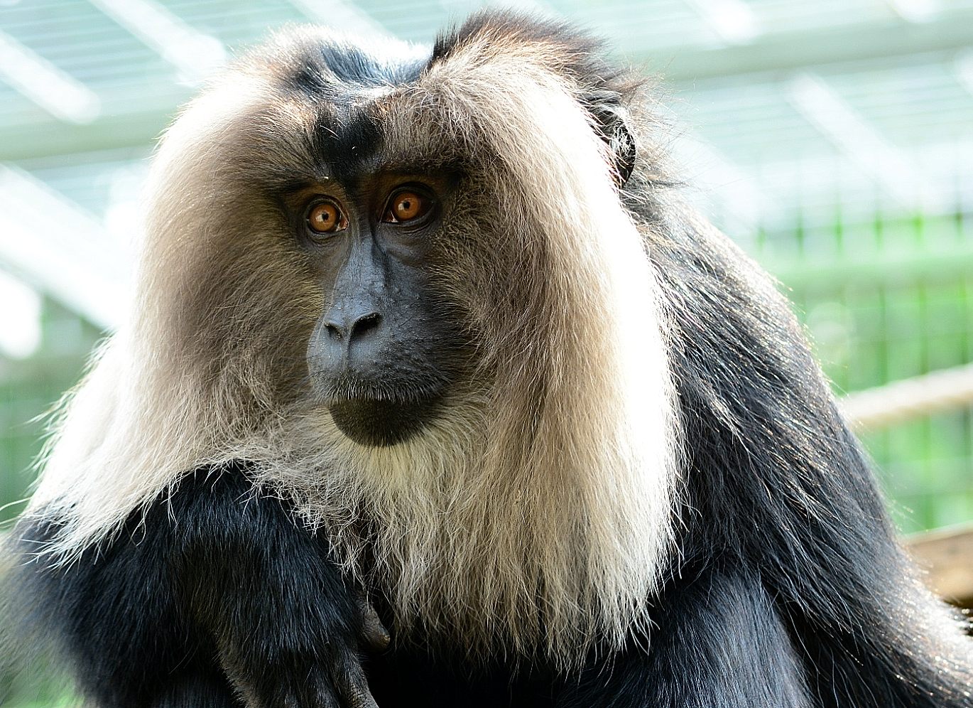 Was denkt er - oder sie - in diesem Augenblick, im Kölner Zoo?