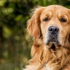 "Was denkt er wohl" - unser Nachbars Hund