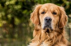 "Was denkt er wohl" - unser Nachbars Hund