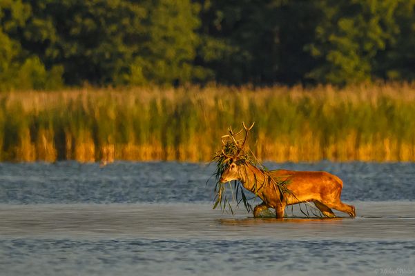 Was denkt Herr Hirsch?