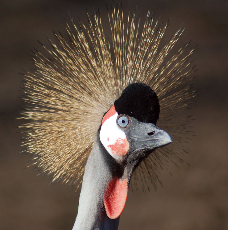 Was denn? Habe ich ein Stachelschwein aufm Kopp oder was?