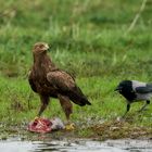 Was der Adler wohl liegen läß?