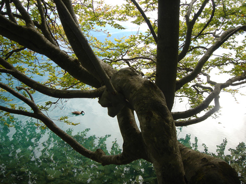 Was der Baum sieht