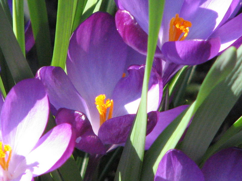 Was der Frühling ohne Krokus?