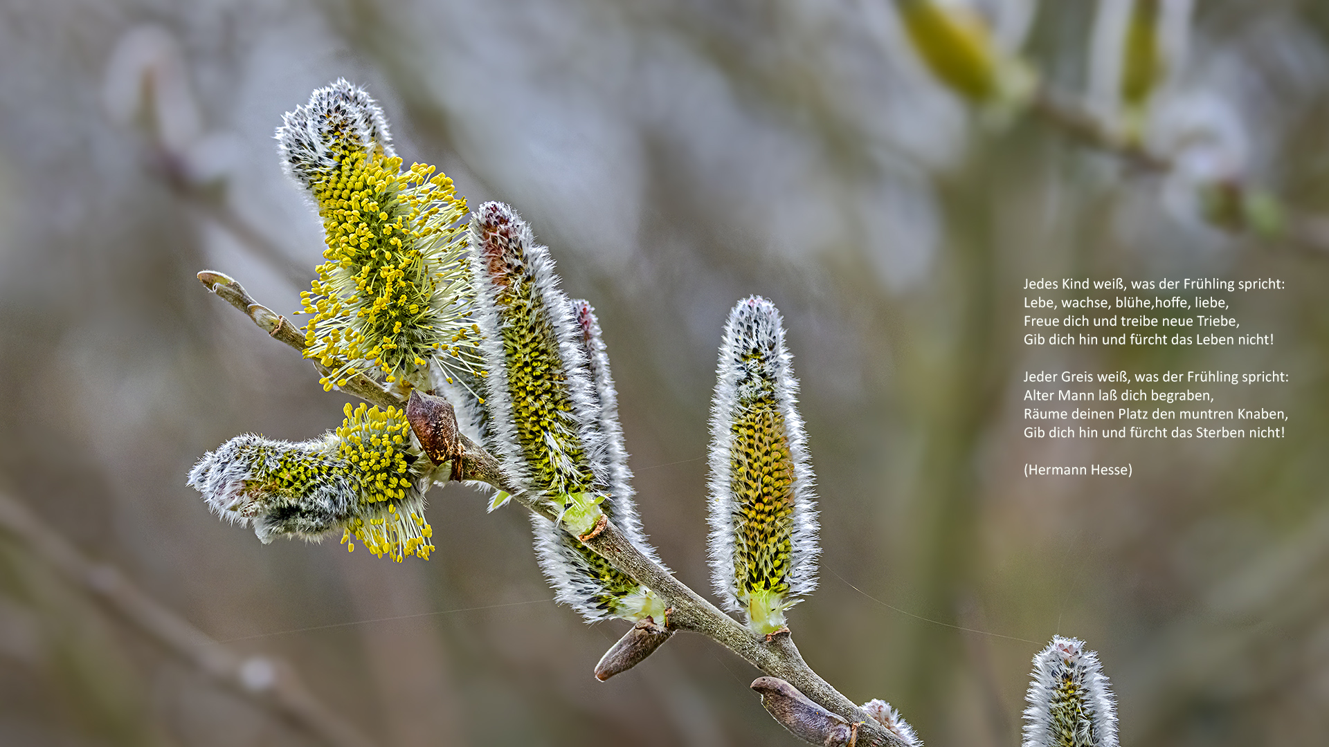 Was der Frühling spricht