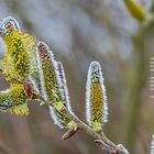 Was der Frühling spricht