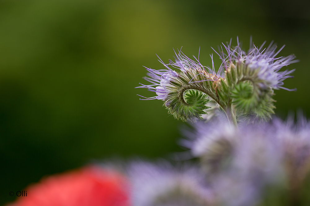 Was der Garten so her gibt ...