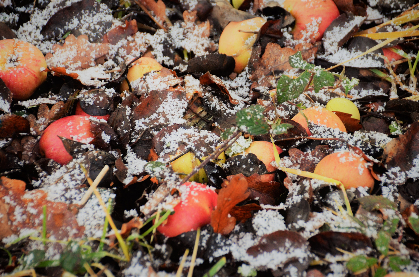 Was der Herbst  übrig liess....