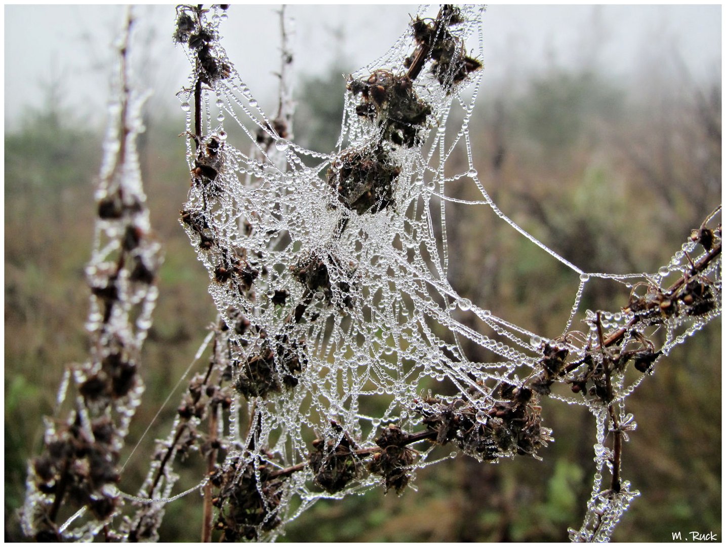 Was der Nebel und der Tau alles zustande bringen ,