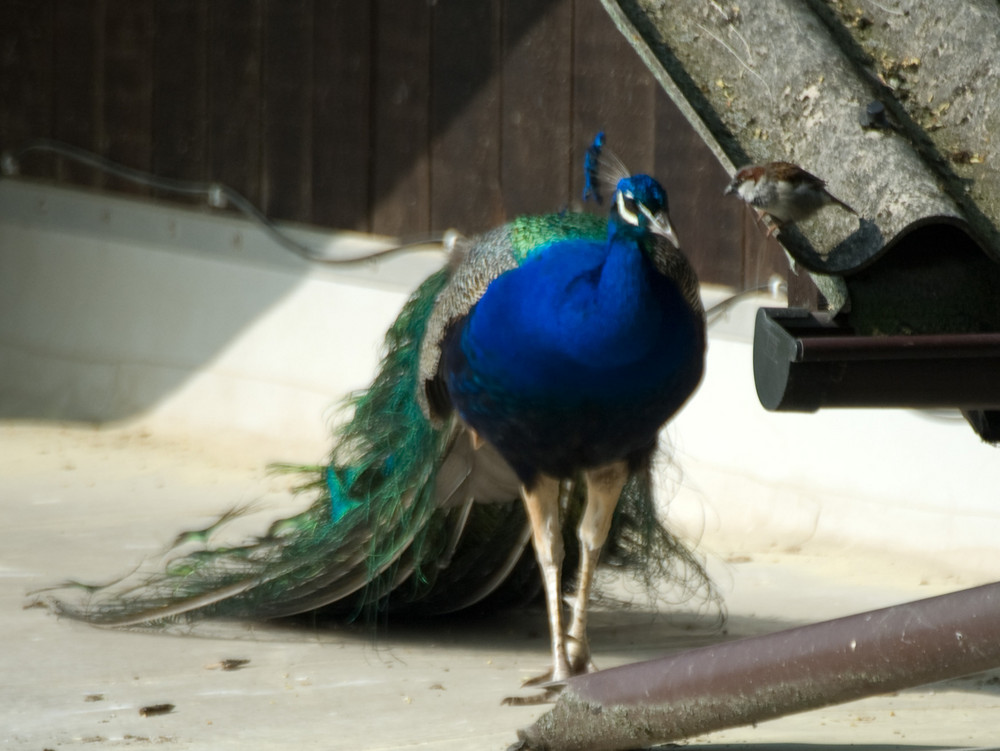 Was der Spatz wohl denkt