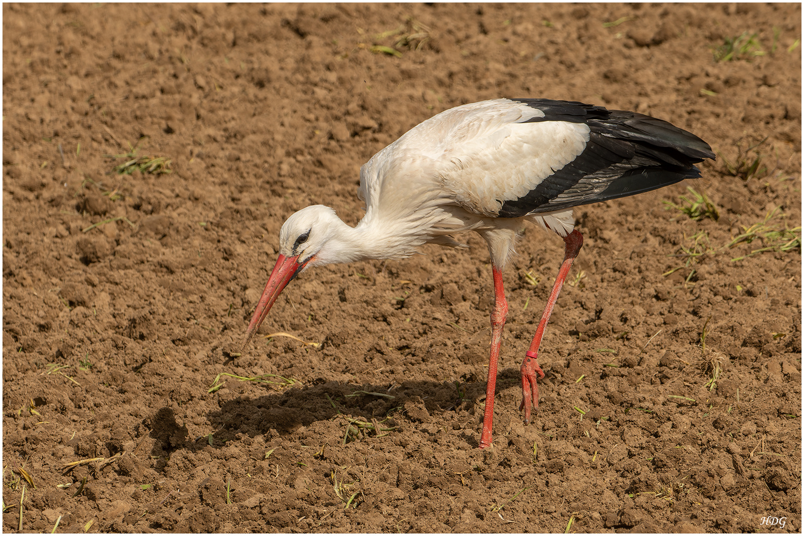 Was der Storch ...