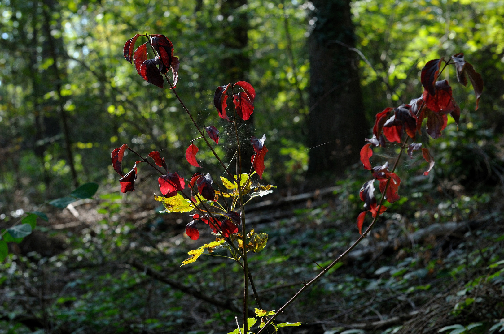 Was der Wald so alles zu bieten hat....