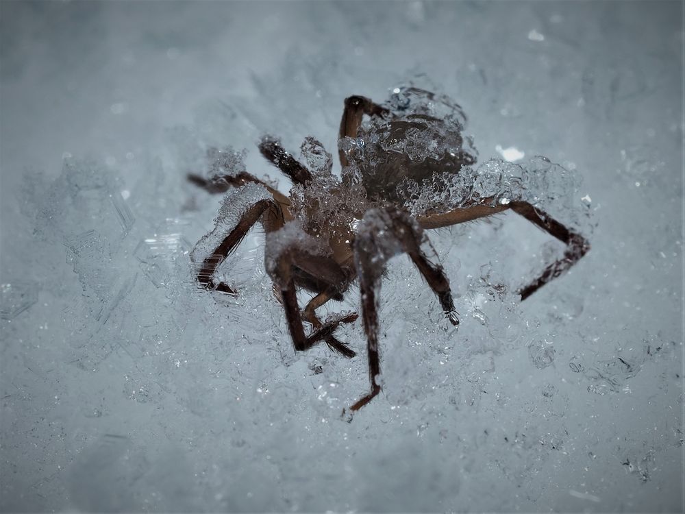 Was der Winter für Kunstwerke hervorbringt