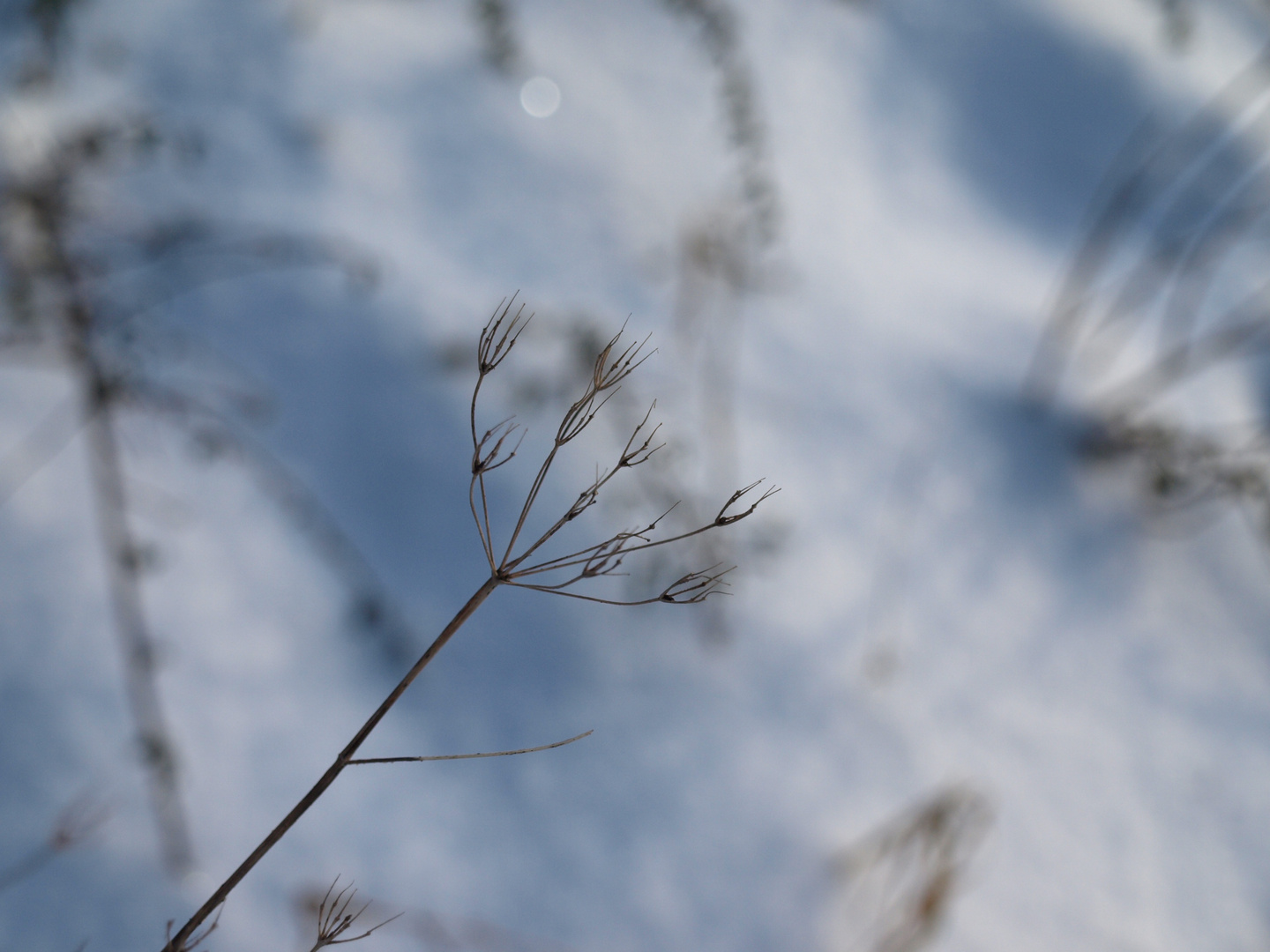 - WAS DER WINTER ÜBRIG LÄSST -