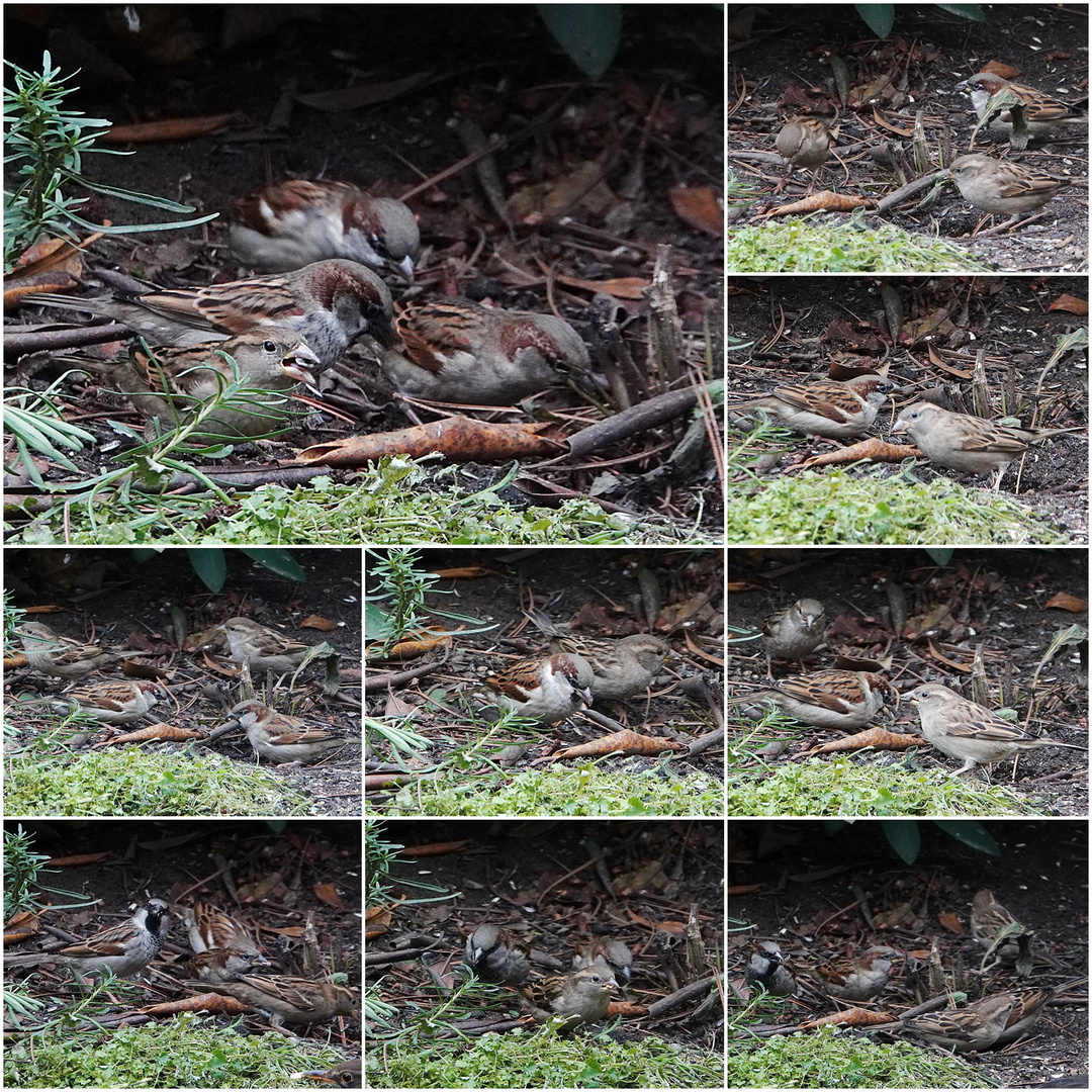 was die Amsel aus dem Futterhaus schmeißt.....- 