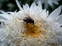 "Was die Bienen können......