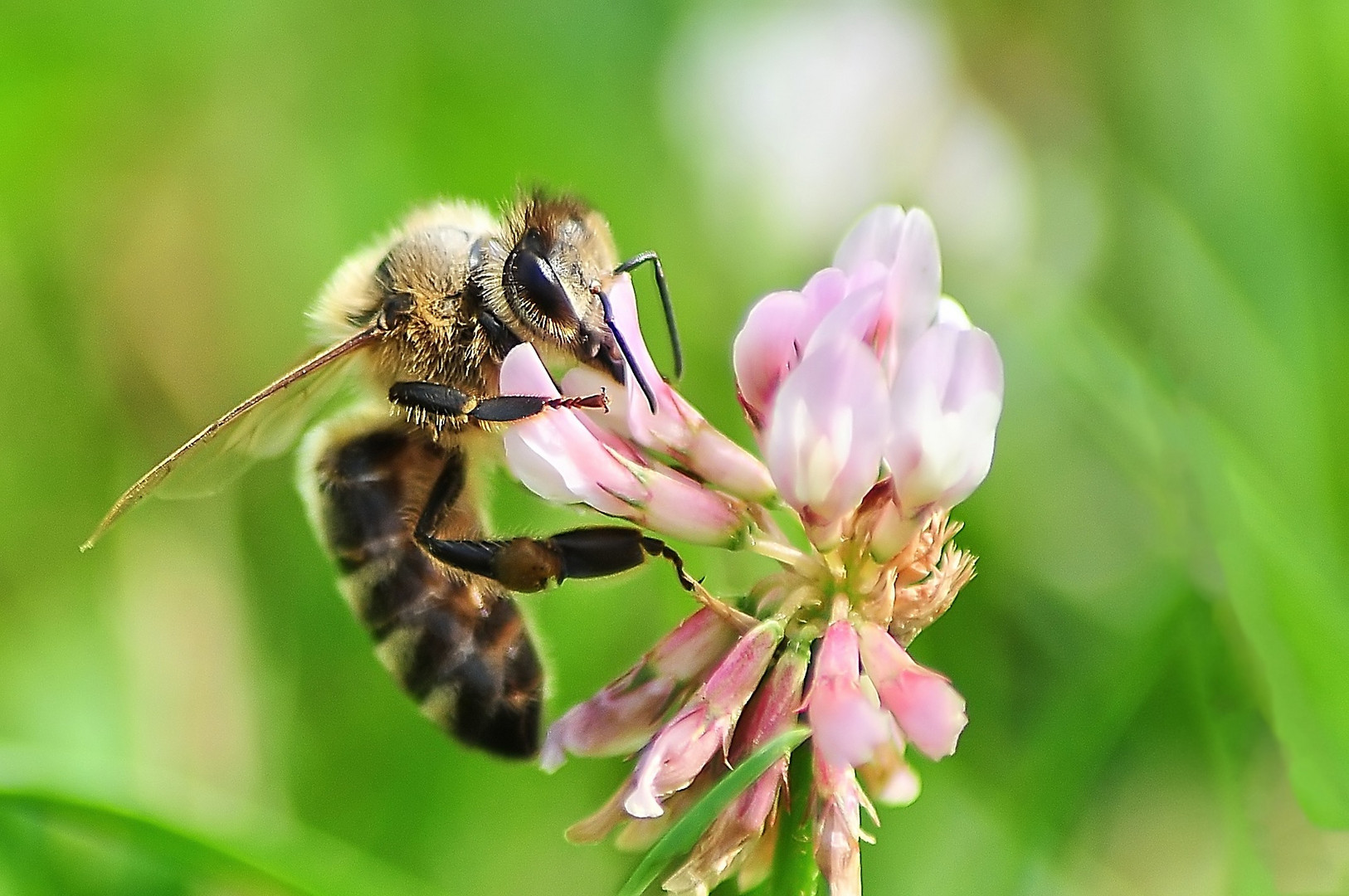 Was die Blüte hergiebt...fleißige Biene