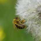 Was die gepuderte Biene an der Pusteblume finden möchte,